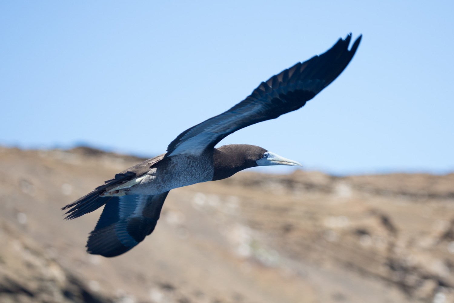 birds of Niihau