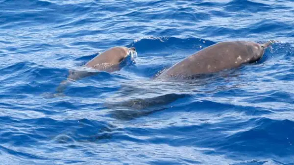 Whale watching Kauai