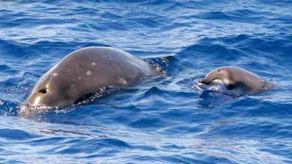 Whale watching Kauai