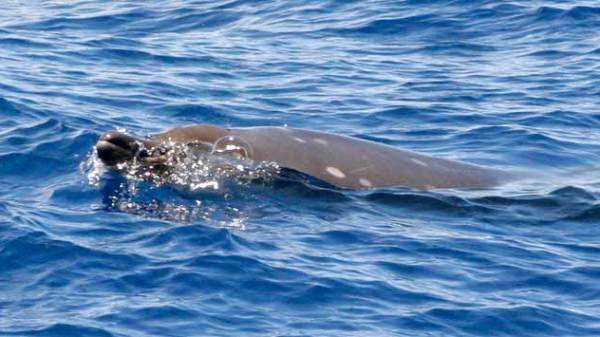 Whale watching Kauai
