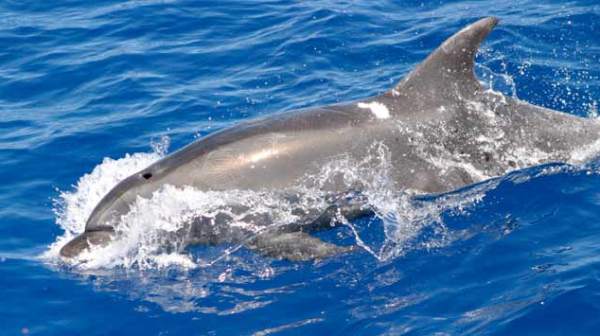 A bottle nose dolphin splashing in the water