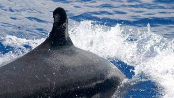 False killer whales