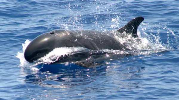False killer whales splashing in the water