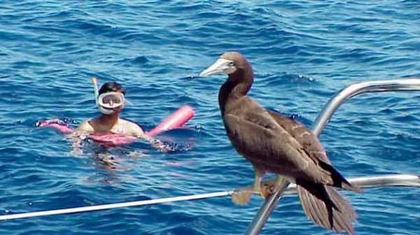 kauai bird watching tours