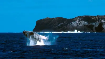 More humpback whale action