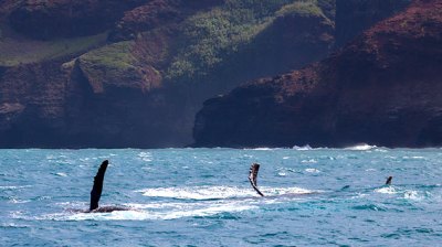A humpback whale rolling over in the water