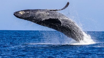 A humpback whale breaching the water