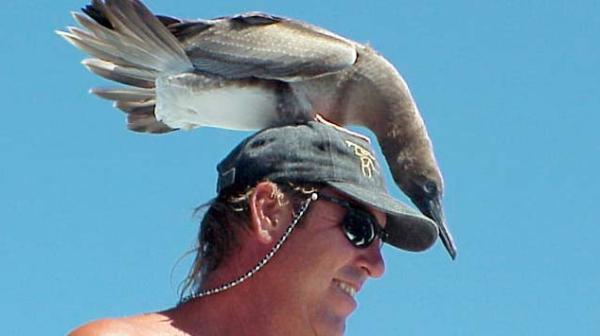 A bird sitting atop a mans head