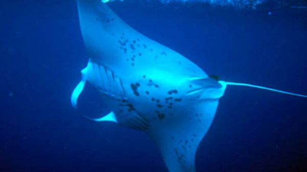 A manta ray underwater