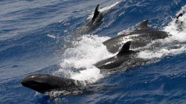 Melon Head whales enjoying life