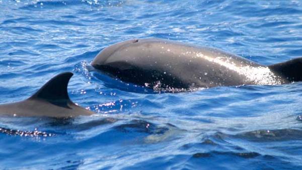 Melon head whales breaching the water