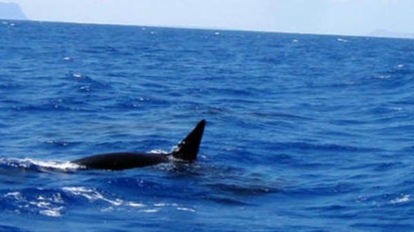 The dorsal fin of an orca sticking out of the water