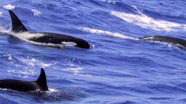 A pod of Orcas in the water