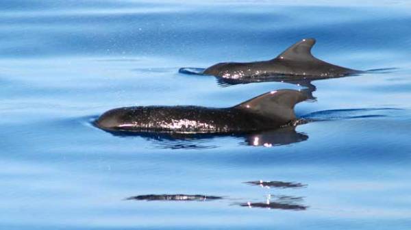 Two pilot whales cruising with each other