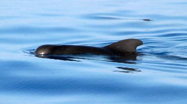 A pilot whale in the water
