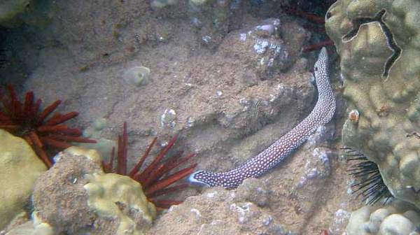 Reef fish swimming through sea urchins