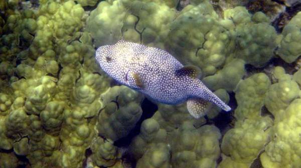 A reef fish