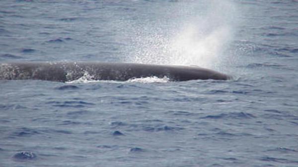 A sperm whale breaching the water