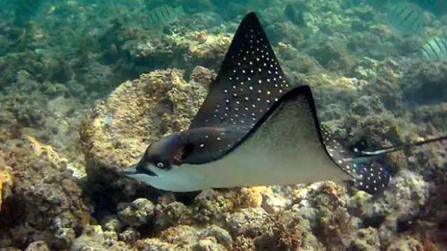 A spotted eagle ray