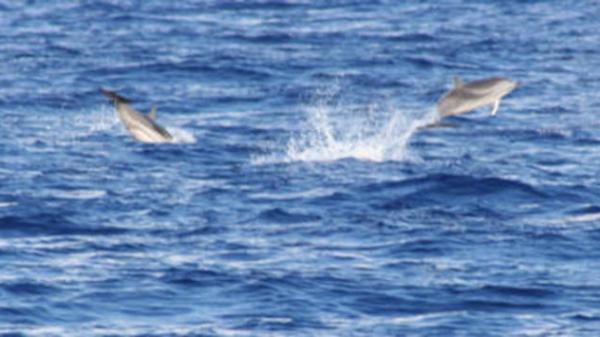 Striped dolphins jumping in and out of the water