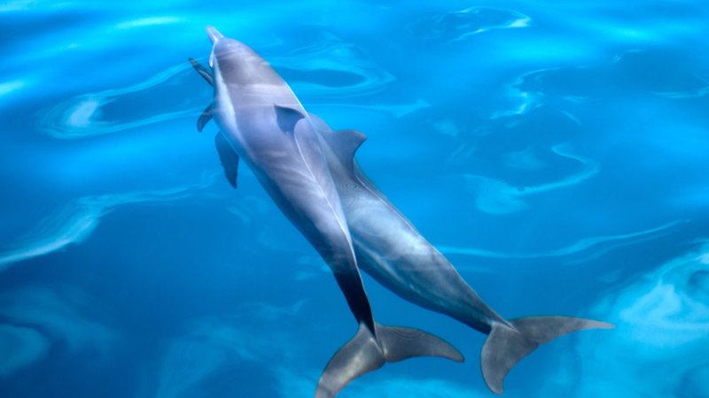 Spinner dolphins swimming