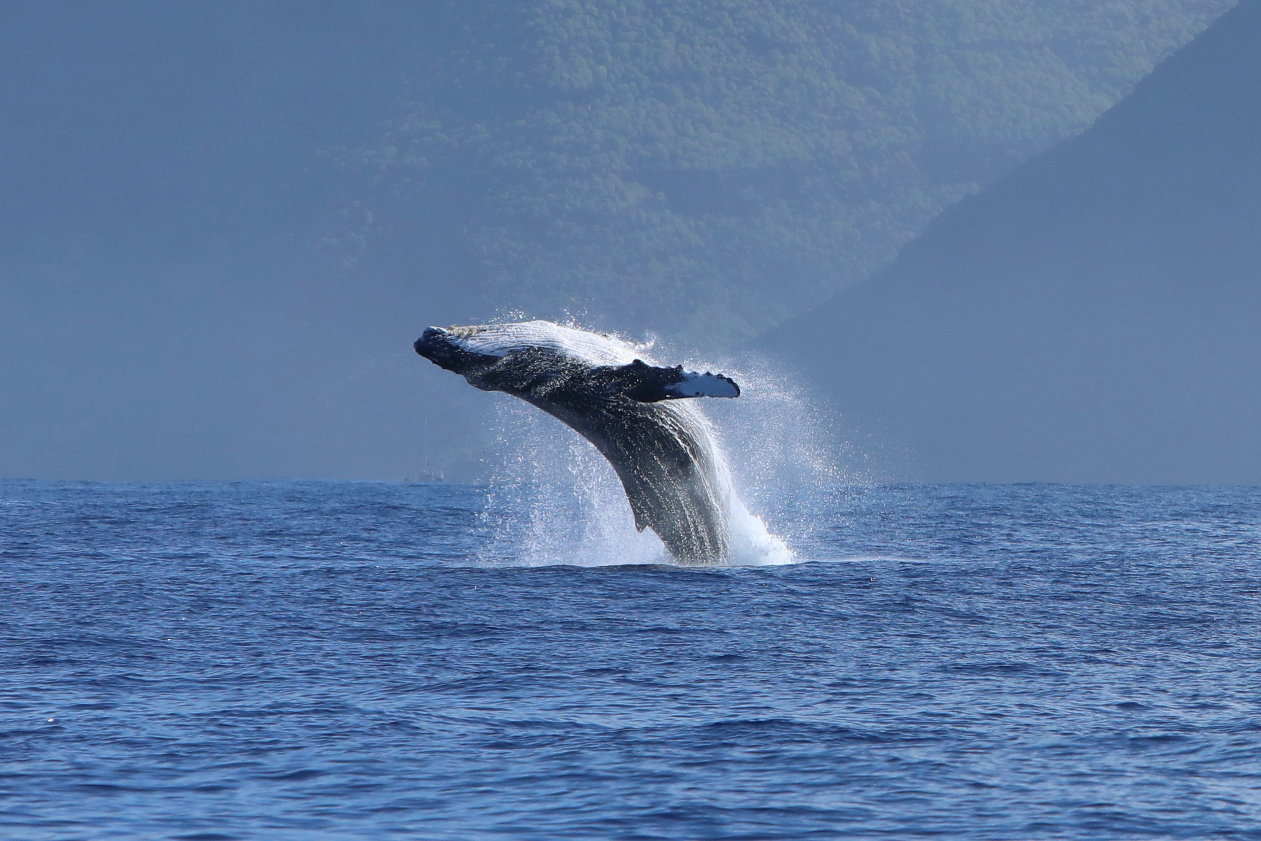 humpback-Kauai.jpg?w=700&h=700