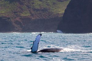 Humpback Whale Season