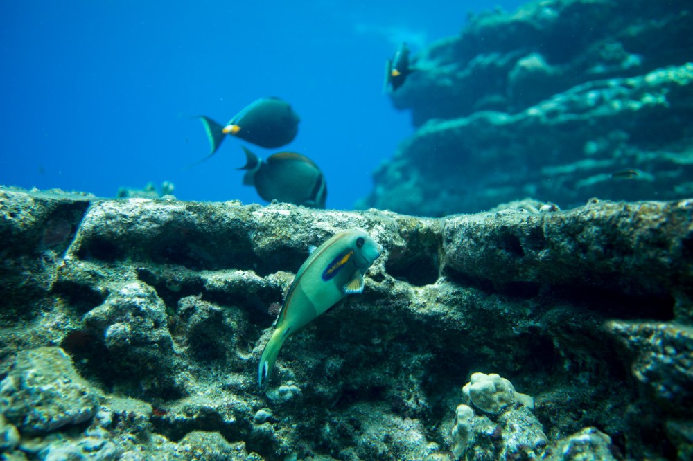 Kauai marine life