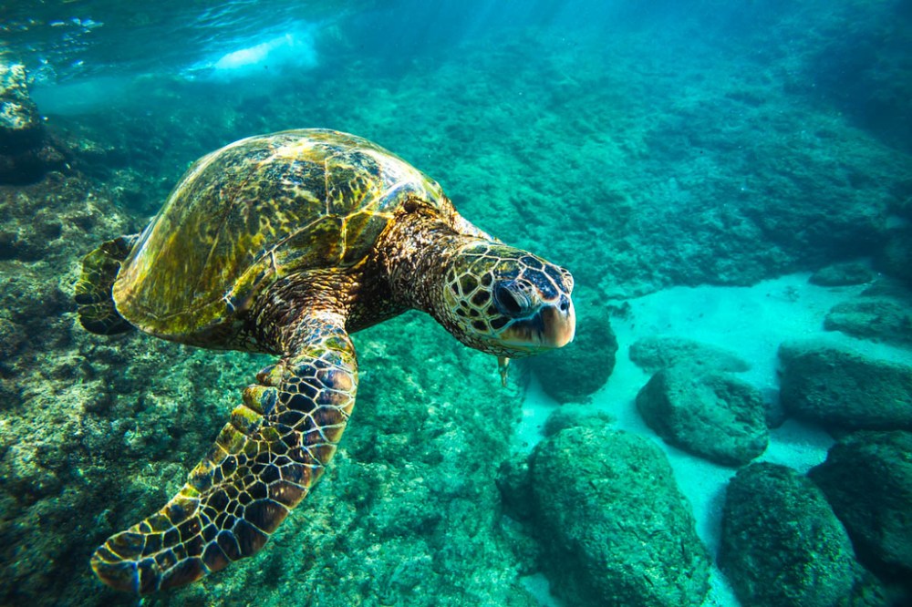 Kauai honu
