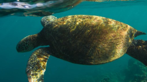 Snorkeling at Tunnels Beach