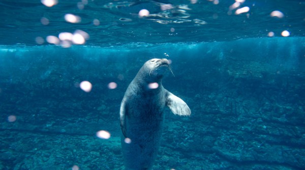 Hawaiian Monk Seal population