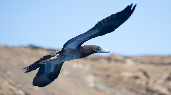 Hawaiian sea birds