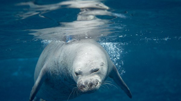 Monk Seals on Kauai