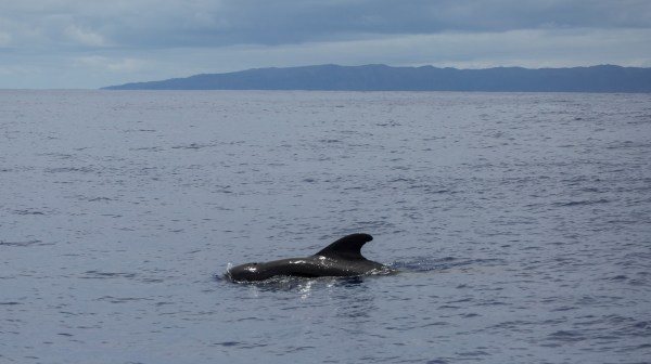 Niihau Pilot Whale