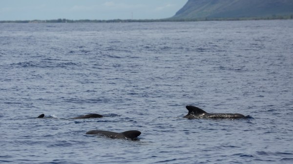 Pilot Whales