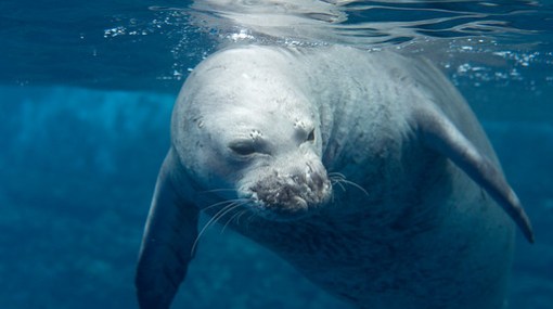 Monk Seal off Niihau