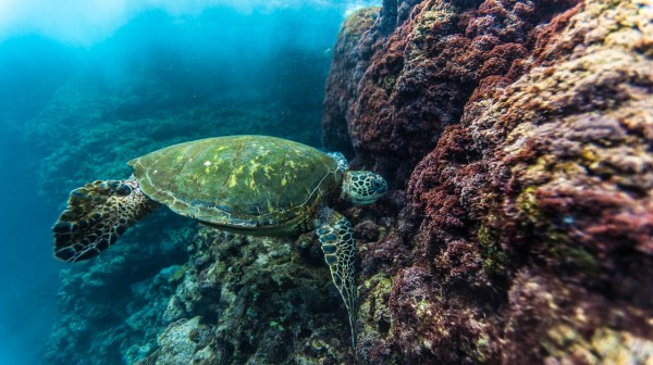 Hanalei snorkeling tours