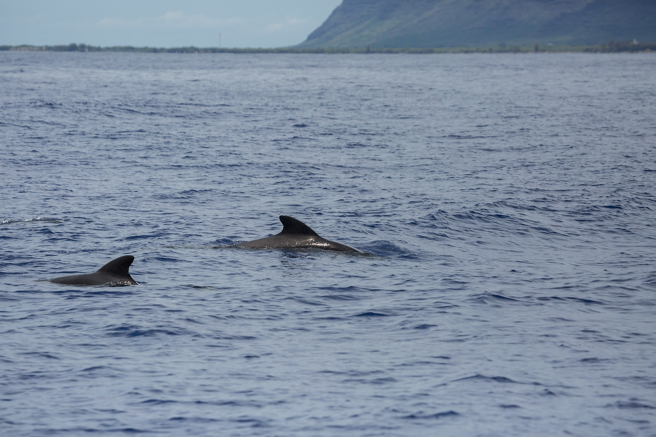 Kauai pilot whales