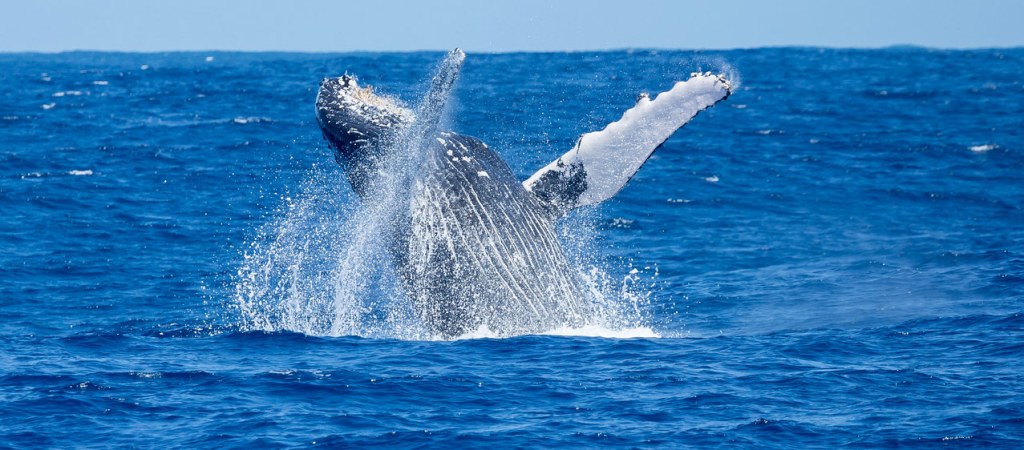 Kauai whale watching