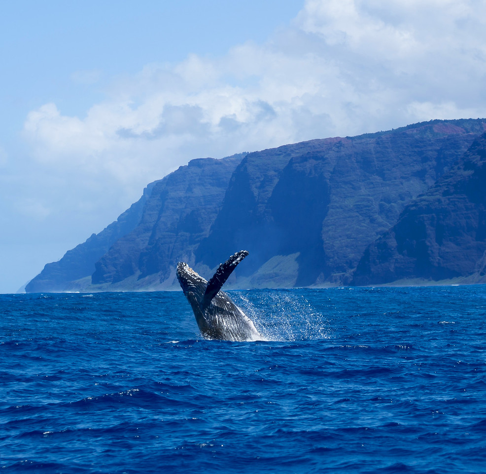 Napali Coast Whale Watching Tour