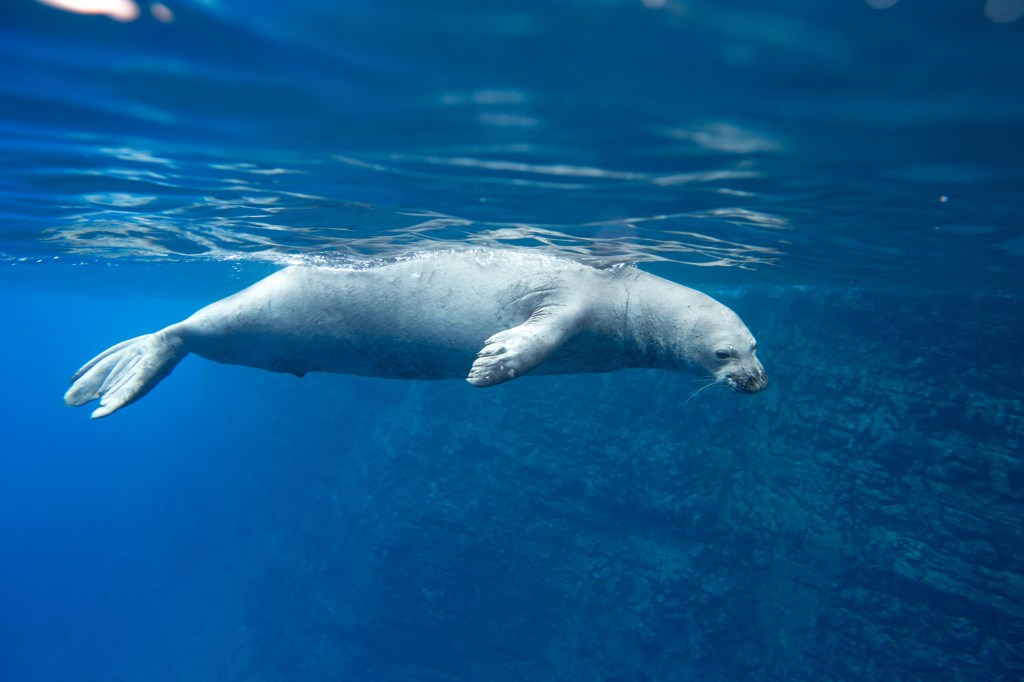 Kauaʻi monk seal population