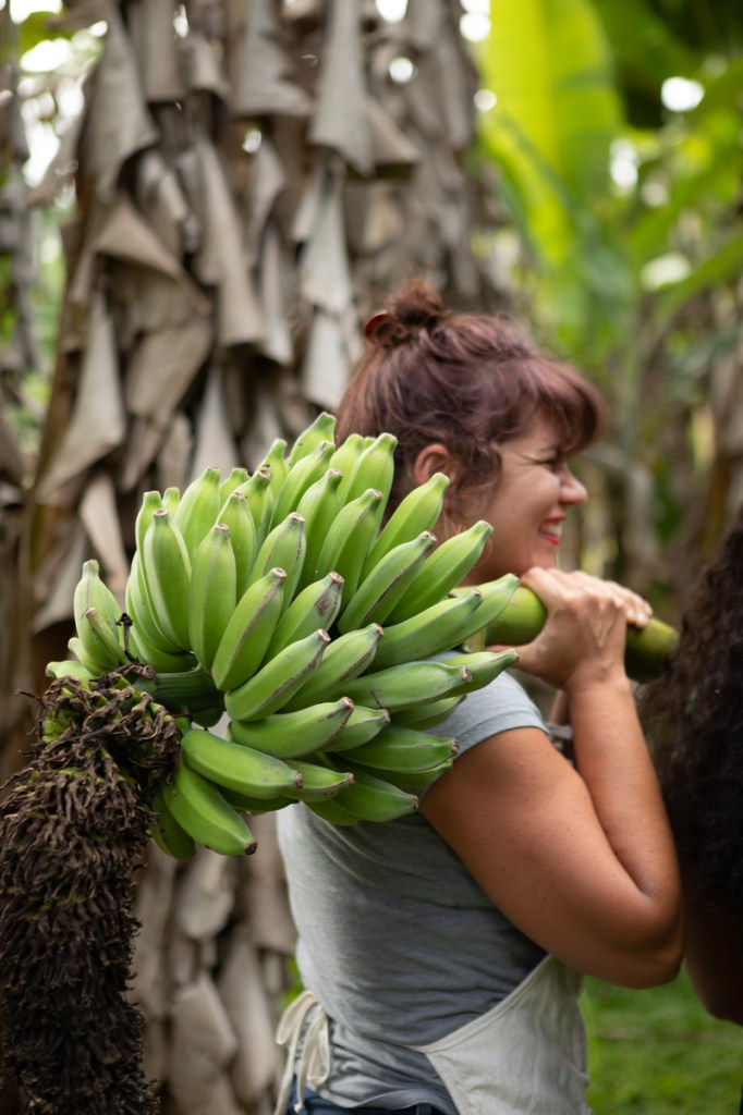 Kauaʻi apple bananas