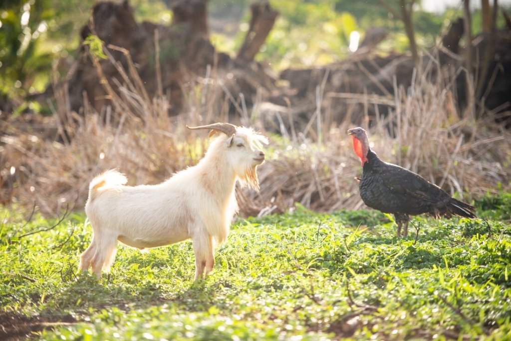 Things to do on Kauai with kids