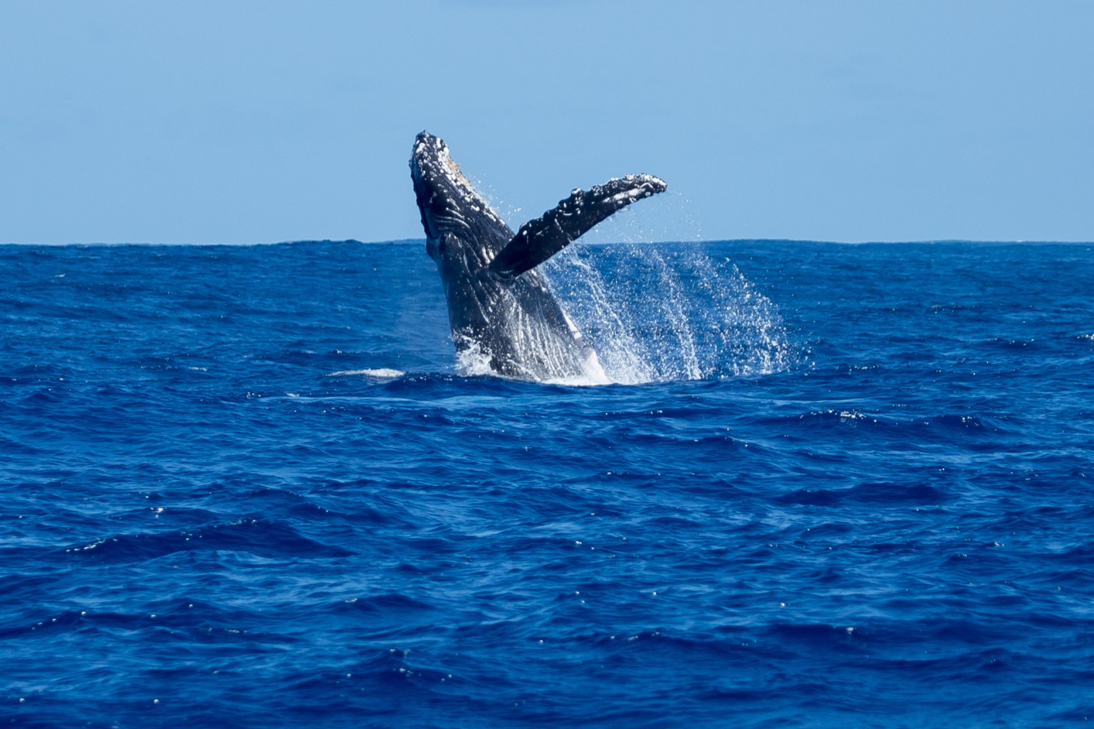 Whale watching in Hawaii