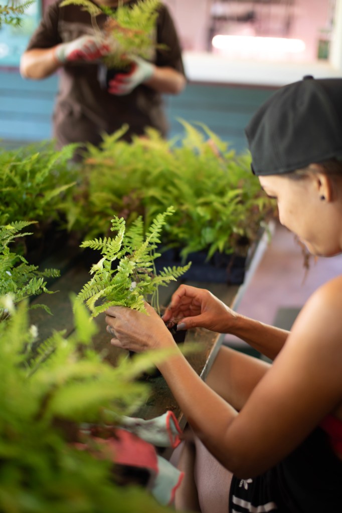 ntbg volunteer