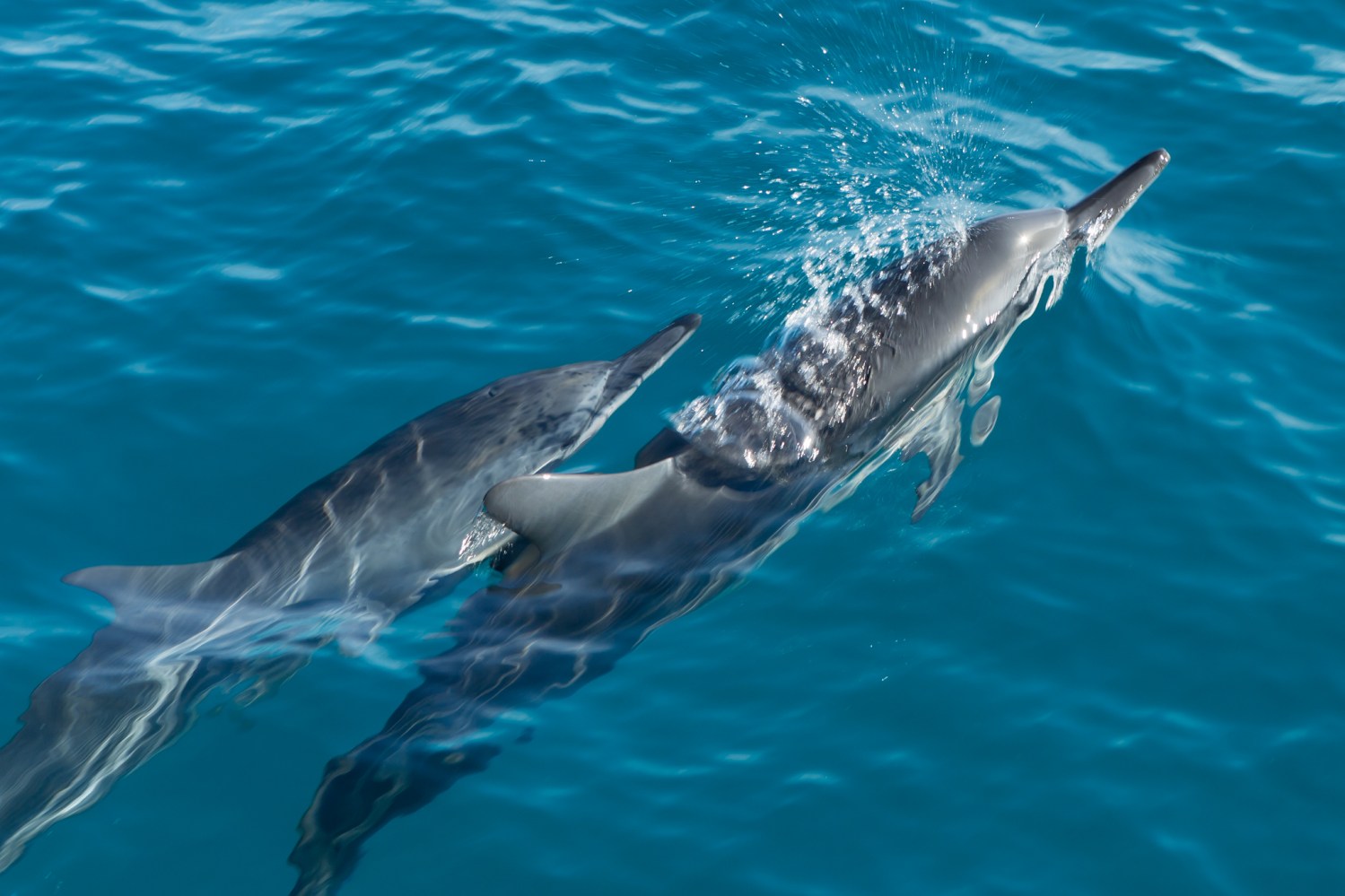 spinner dolphins