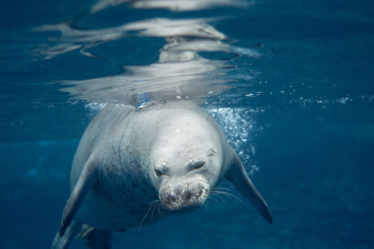 Hawaiian monk seals