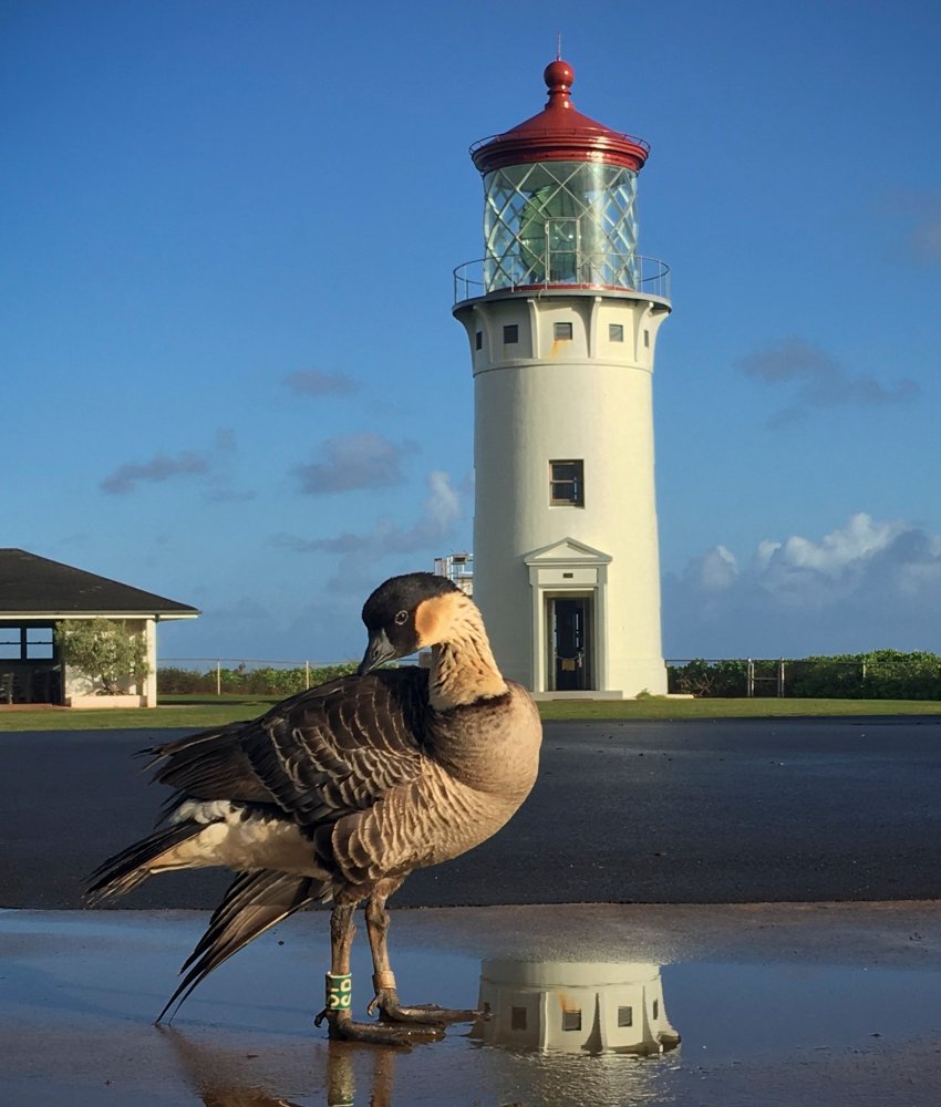 birds of Kauai 