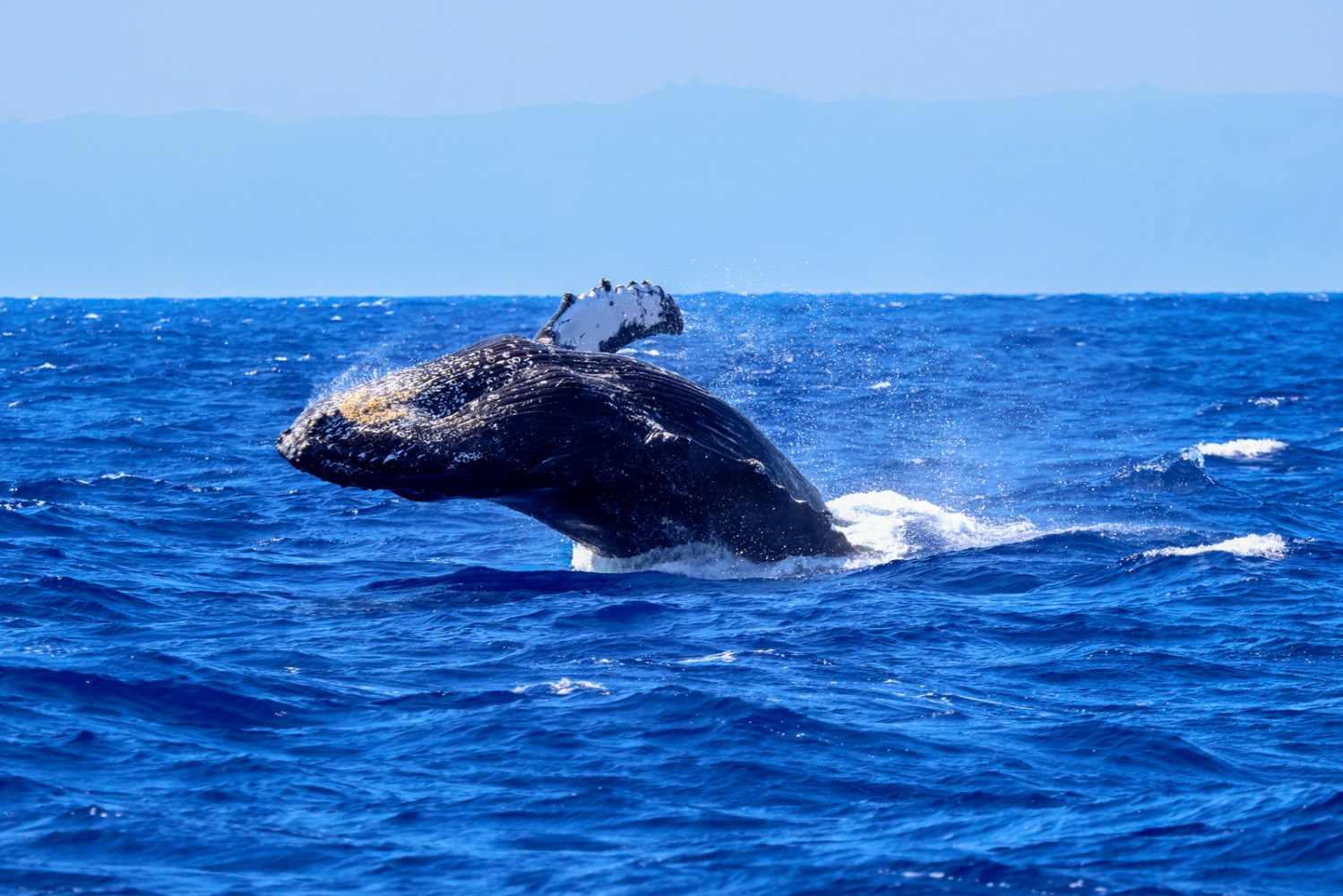 Kauai whale watching tours