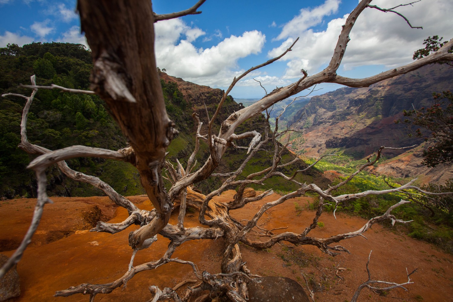Waimea canyon's hiking